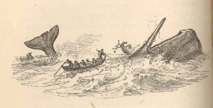 sperm-whale-and-whalemen antique print