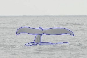 whale tale with image greyed out