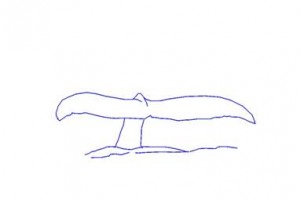 Whale tail line drawing - from the excerpt "How to Scrimshaw"