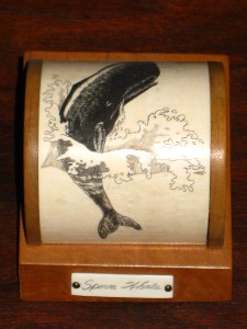 Beautiful breaching sperm whale on mahogany Mystery Artist # 7 on scrimshaw.com