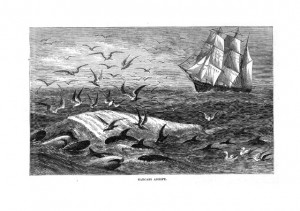 JPG of "Carcass Adrift"
