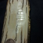 Jason Webb's scrimshaw in progress showing the contrast between the reflected light and the scribed lines