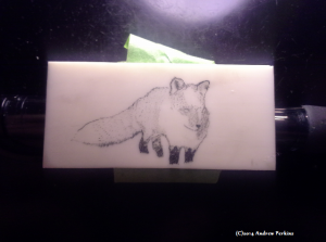 scrimshaw of a fox in the snow on alternative ivory in progress as of 2014-05-31