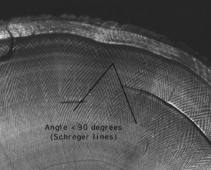 Schreger lines shown by US Fish and Wildlife image