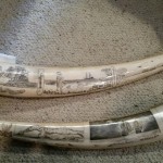 Picture of two tusks from Mystery Artist 23
